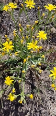Crepis acuminata