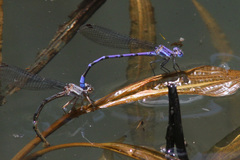 Argia munda