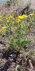Crepis acuminata