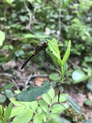 Leucorrhinia intacta