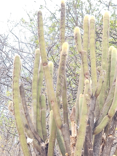 Pilosocereus chrysostele, photograph 6