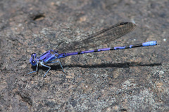 Argia munda