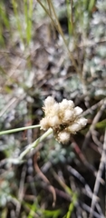 Antennaria microphylla