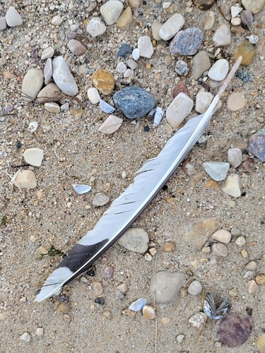 Plume de Mouette de Franklin