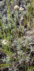 Antennaria microphylla