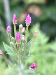 Epilobium ciliatum watsonii