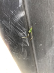 Conocephalus strictus