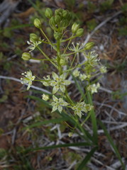 Toxicoscordion micranthum