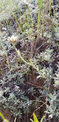 Antennaria microphylla