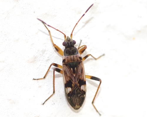coastal groundbug, photo 2 of 8