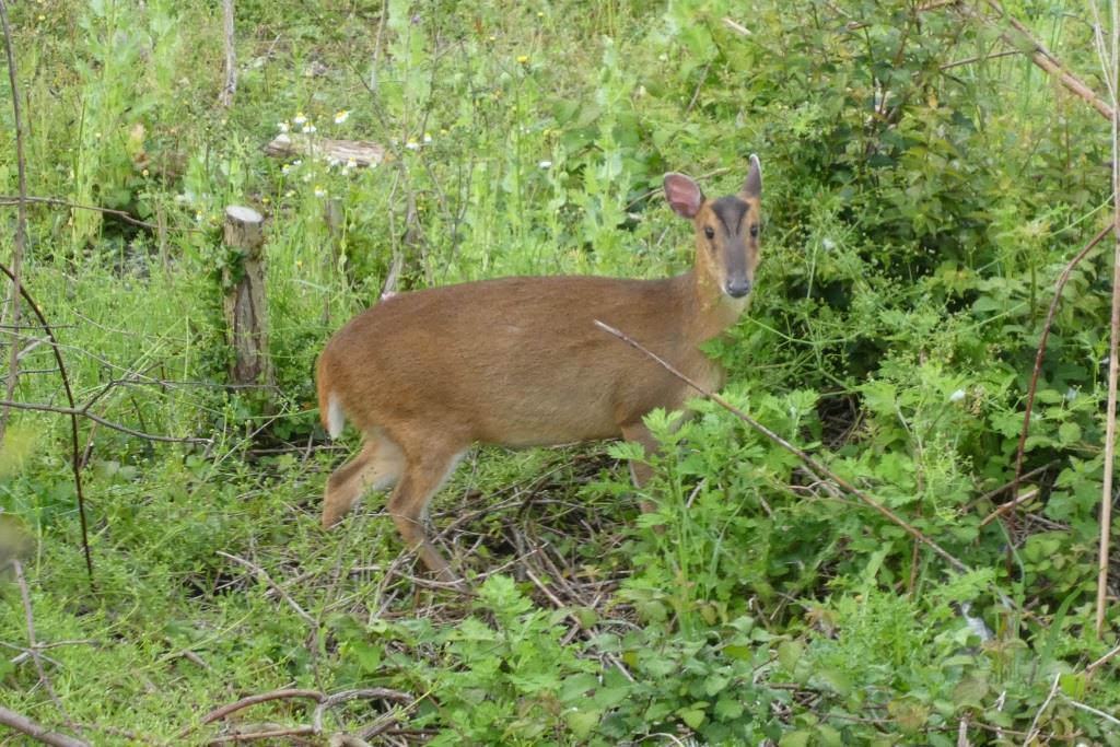 Reeves' Muntjac