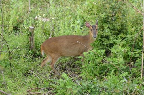 Reeves's Muntjac