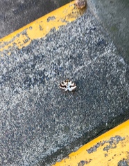 Abraxas grossulariata