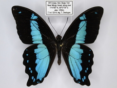 Papilio chrapkowskii