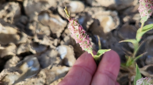 colusa grass (Neostapfia colusana)