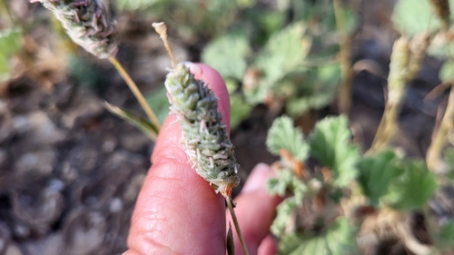 Image of Neostapfia colusana by (c) D Defreese, some rights reserved (CC BY)