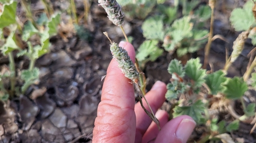 Image of Neostapfia colusana by (c) D Defreese, some rights reserved (CC BY)