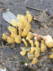 Urosalpinx cinerea image