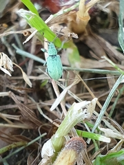 Phyllobius virideaeris