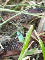 Phyllobius virideaeris