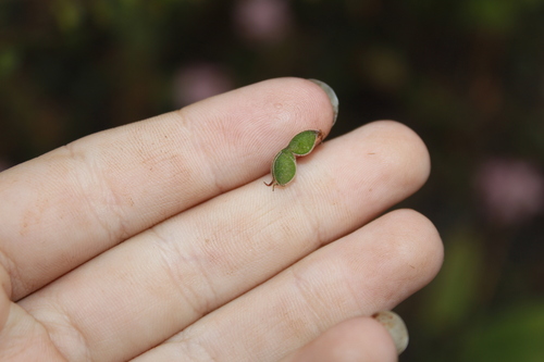 Image of Desmodium sessilifolium by (c) Alex Karasoulos, some rights reserved (CC BY)
