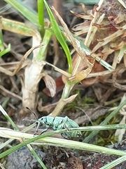 Phyllobius virideaeris