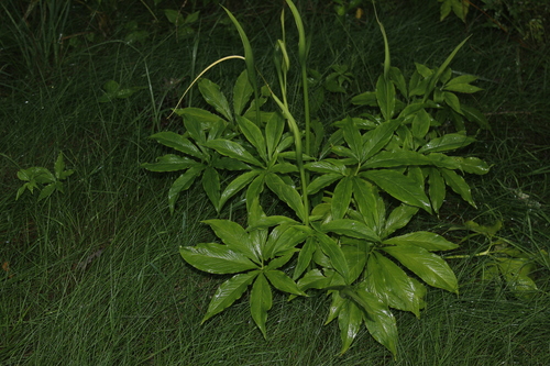 Image of Pinellia pedatisecta by (c) Alex Karasoulos, some rights reserved (CC BY)