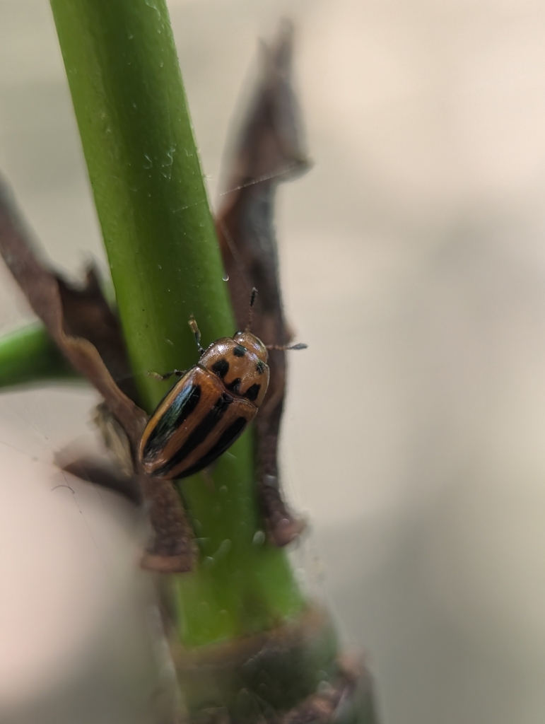Mycotretus vittatus