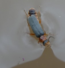 Cantharis lateralis