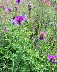 Centaurea scabiosa