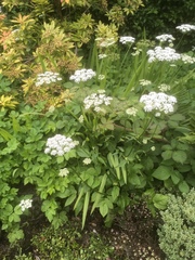 Anthriscus sylvestris
