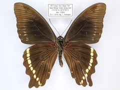 Papilio chrapkowskii