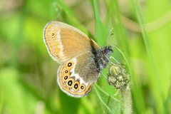 Coenonympha hero