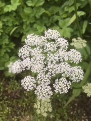 Anthriscus sylvestris