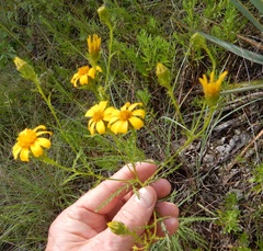 Dysodiopsis tagetoides