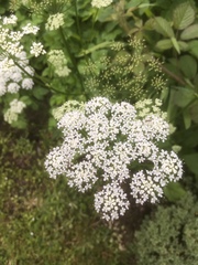 Anthriscus sylvestris