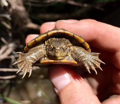 Kinosternon sonoriense