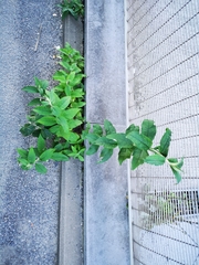 Buddleja davidii