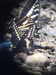 Papilio