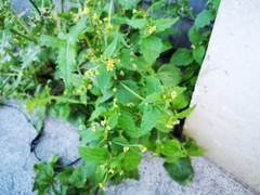 Galinsoga quadriradiata