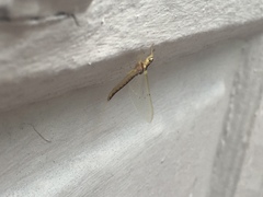 Pentagenia vittigera