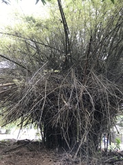 Angiospermae