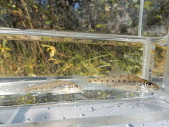 Percopsis omiscomaycus