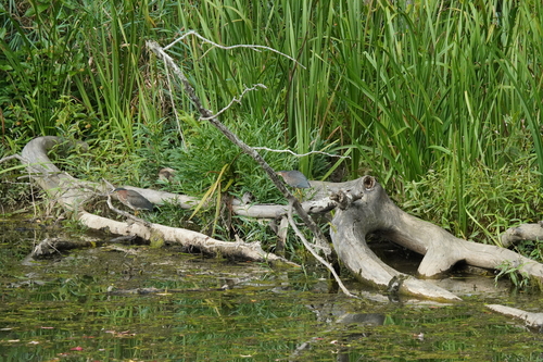 Green Heron photographed in Ohio