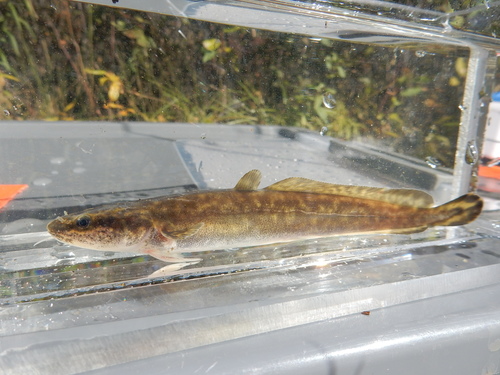 Burbot