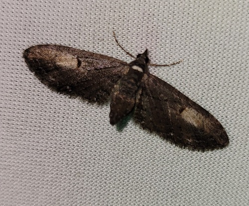 Eupithecia penumbrata