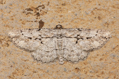 Pterotaea cariosa