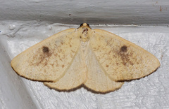 Hesperumia fumosaria