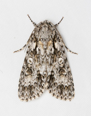 Acronicta marmorata