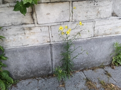 Senecio inaequidens